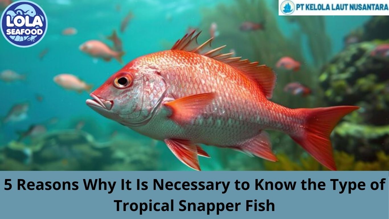 5 Reasons Why It Is Necessary to Know the Type of Tropical Snapper Fish